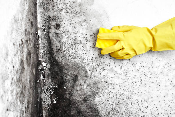 Best Industrial Mold Remediation  in Glen Head, NY