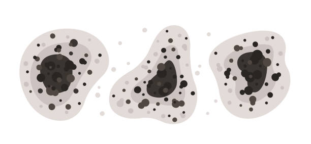 Best Mold-Related Health Consultation  in Glen Head, NY