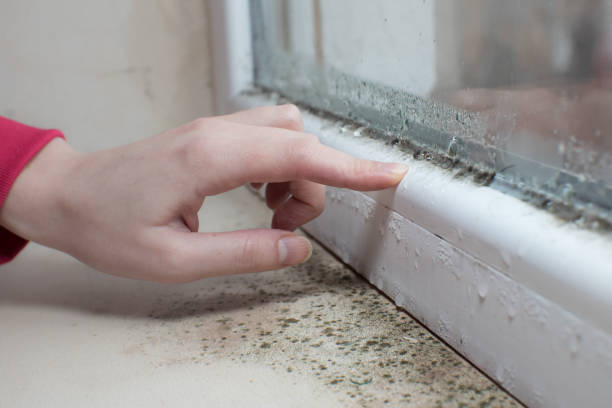 Best Asbestos and Lead Testing During Mold Inspection  in Glen Head, NY