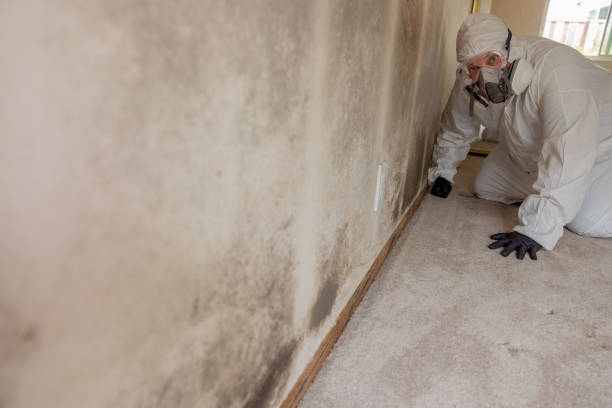 Best Mold Damage Restoration  in Glen Head, NY